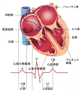 心臓と刺激伝導系 - 刺激伝導系